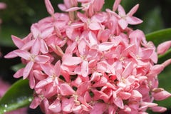 Roze ixorabloem met waterdaling en selectieve nadruk royalty-vrije stock foto's Roze ixorabloem met waterdaling en selectieve nadruk royalty-vrije stock foto's