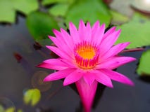 Roze lotusbloem in meer stock afbeelding Roze lotusbloem in meer stock afbeelding