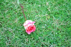 Roze nam bloem op gras toe royalty-vrije stock afbeelding Roze nam bloem op gras toe royalty-vrije stock afbeelding