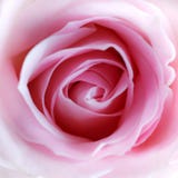Roze nam toe