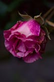 Roze nam in tuin met regendruppeltjes toe royalty-vrije stock fotografie Roze nam in tuin met regendruppeltjes toe royalty-vrije stock fotografie