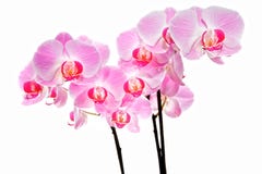 Roze orchideebloemen Royalty-vrije Stock Foto Roze orchideebloemen Royalty-vrije Stock Foto