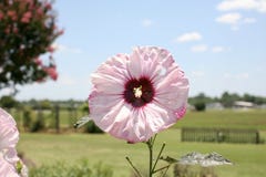 Roze Reuzehibiscus Rose Mallow Perennial royalty-vrije stock foto Roze Reuzehibiscus Rose Mallow Perennial royalty-vrije stock foto