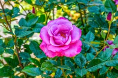 Roze Rose Blooming in Tuin stock fotografie Roze Rose Blooming in Tuin stock fotografie
