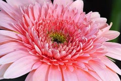 Roze Rose Gerbera Detail Macro royalty-vrije stock fotografie Roze Rose Gerbera Detail Macro royalty-vrije stock fotografie
