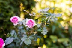 Roze rozen in de tuin in warme zonnige dag De zomerachtergrond stock fotografie Roze rozen in de tuin in warme zonnige dag De zomerachtergrond stock fotografie