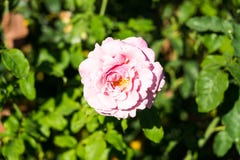 Roze rozen onscherpe achtergrond in Rose Gardens royalty-vrije stock foto Roze rozen onscherpe achtergrond in Rose Gardens royalty-vrije stock foto