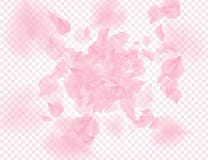 Roze rozenbloemblaadjes die op transparante achtergrond vallen De vectorachtergrond van bekledingsvalentijnskaarten 3D romantisch stock illustratie Roze rozenbloemblaadjes die op transparante achtergrond vallen De vectorachtergrond van bekledingsvalentijnskaarten 3D romantisch stock illustratie