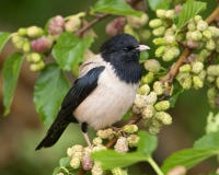 Roze Spreeuw, Rosy Starling, Sturnus-roseus stock afbeelding Roze Spreeuw, Rosy Starling, Sturnus-roseus stock afbeelding