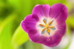 Roze tulp op groene vage achtergrond Macro Samenvatting Close-up horizontaal Spot omhoog met exemplaarruimte voor groetkaart royalty-vrije stock afbeeldingen Roze tulp op groene vage achtergrond Macro Samenvatting Close-up horizontaal Spot omhoog met exemplaarruimte voor groetkaart royalty-vrije stock afbeeldingen