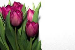 Roze tulpenbloem met witte achtergrond stock foto Roze tulpenbloem met witte achtergrond stock foto