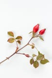 Rozebottel (Rosa canina) royalty-vrije stock afbeeldingen Rozebottel (Rosa canina) royalty-vrije stock afbeeldingen