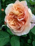 Rozen in de tuin stock afbeelding Rozen in de tuin stock afbeelding