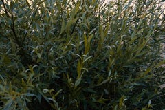 rozga??zia si? wierzby Szczegół wierzba oddzia?y willow sunlight obraz stock rozga??zia si? wierzby Szczegół wierzba oddzia?y willow sunlight obraz stock