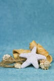 Rozgwiazda i Seashells obraz royalty free Rozgwiazda i Seashells obraz royalty free