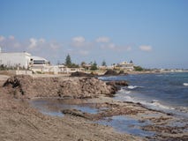 Rozsypiska seagrass Posidonia oceanica na piasek plażach marsala - Maj 2018 obraz stock Rozsypiska seagrass Posidonia oceanica na piasek plażach marsala - Maj 2018 obraz stock