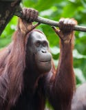 Rozważny Orangutan portreta widok Orangutan portret Orangutan twarz obraz stock Rozważny Orangutan portreta widok Orangutan portret Orangutan twarz obraz stock