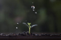 Roślina przyrost od nasieniodajnego drzewa fotografia stock Roślina przyrost od nasieniodajnego drzewa fotografia stock