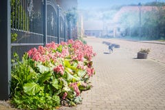 A rua solar com mola floresce o canteiro de flores perto da cerca e de gato running Fotos de Stock A rua solar com mola floresce o canteiro de flores perto da cerca e de gato running Fotos de Stock