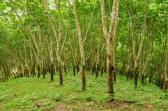Rubber Tree Background Royalty Free Stock Images Rubber Tree Background Royalty Free Stock Images