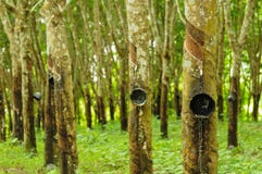 Rubber Tree Background Stock Images Rubber Tree Background Stock Images