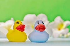 Rubber twee duckies in een vijver stock foto Rubber twee duckies in een vijver stock foto