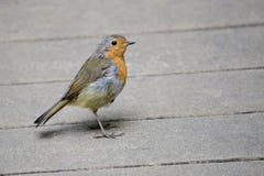 Rubecula de Robin Redbreast Erithacus no Decking de madeira fotos de stock Rubecula de Robin Redbreast Erithacus no Decking de madeira fotos de stock