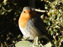 Rubecula erithacus πουλιών της Robin στοκ εικόνες Rubecula erithacus πουλιών της Robin στοκ εικόνες