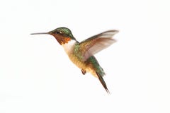 rubis d'isolement par colibri throated images libres de droits rubis d'isolement par colibri throated images libres de droits