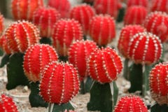 Ruby Ball Red Cactus lizenzfreies stockbild Ruby Ball Red Cactus lizenzfreies stockbild