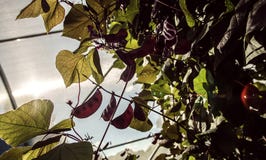 Ruby Moon Hyacinth Beans In une serre chaude images libres de droits Ruby Moon Hyacinth Beans In une serre chaude images libres de droits