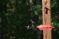 Ruby Throated Hummingbird Approaches Feeder images stock Ruby Throated Hummingbird Approaches Feeder images stock