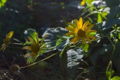 Rudbeckia Trädgårds- orange blomma Blomning i sommar arkivfoto Rudbeckia Trädgårds- orange blomma Blomning i sommar arkivfoto