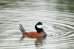 Ruddy Duck (jamaicensis del Oxyura) imagen de archivo Ruddy Duck (jamaicensis del Oxyura) imagen de archivo
