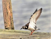 Ruddy Turnstone mit den Flügeln verlängert stockfoto Ruddy Turnstone mit den Flügeln verlängert stockfoto