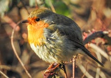 Rudzika Redbreast Erithacus rubecula siedzi na gałąź w świetle słonecznym zdjęcia stock Rudzika Redbreast Erithacus rubecula siedzi na gałąź w świetle słonecznym zdjęcia stock