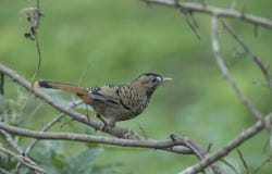 Rufous-chinned Laughingthrush seen at Sattal stock photography Rufous-chinned Laughingthrush seen at Sattal stock photography