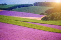 Ruime gebieden van lavendellavendel en groene gebieden, geometrische vormen Landbouwbedrijfgebieden in een de zomer zonnige dag stock foto's Ruime gebieden van lavendellavendel en groene gebieden, geometrische vormen Landbouwbedrijfgebieden in een de zomer zonnige dag stock foto's