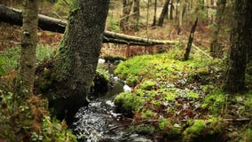 Ruisseau dans la forêt boréale Ruisseau dans la forêt boréale
