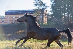 Running dark bay sportive welsh pony stallion at freedom royalty free stock image Running dark bay sportive welsh pony stallion at freedom royalty free stock image