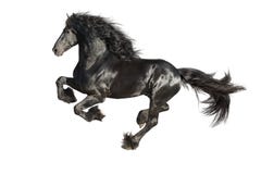 Running gallop Friesian black horse isolated on the white stock images Running gallop Friesian black horse isolated on the white stock images