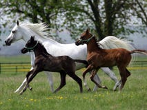 Running horses Stock Image Running horses Stock Image