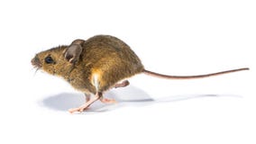 Running mouse isolated on white background