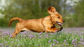 Running puppy