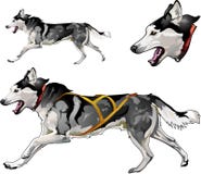 Running sled dog of Siberian Husky breed stock illustration Running sled dog of Siberian Husky breed stock illustration