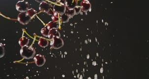 Running water falls from above with splashes and droplets of water, ripe cherries fly up and fall down with sprays