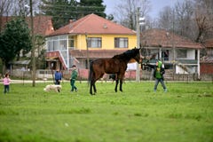 In rural areas, children who love animals royalty free stock photography In rural areas, children who love animals royalty free stock photography