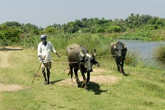 india farmer rural buffaloes domestic pair