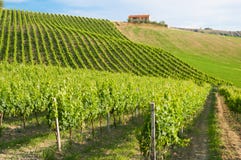 Rural landscape with a green vineyard among hills stock image Rural landscape with a green vineyard among hills stock image