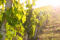 Rural landscape with a green vineyard among hills royalty free stock image Rural landscape with a green vineyard among hills royalty free stock image